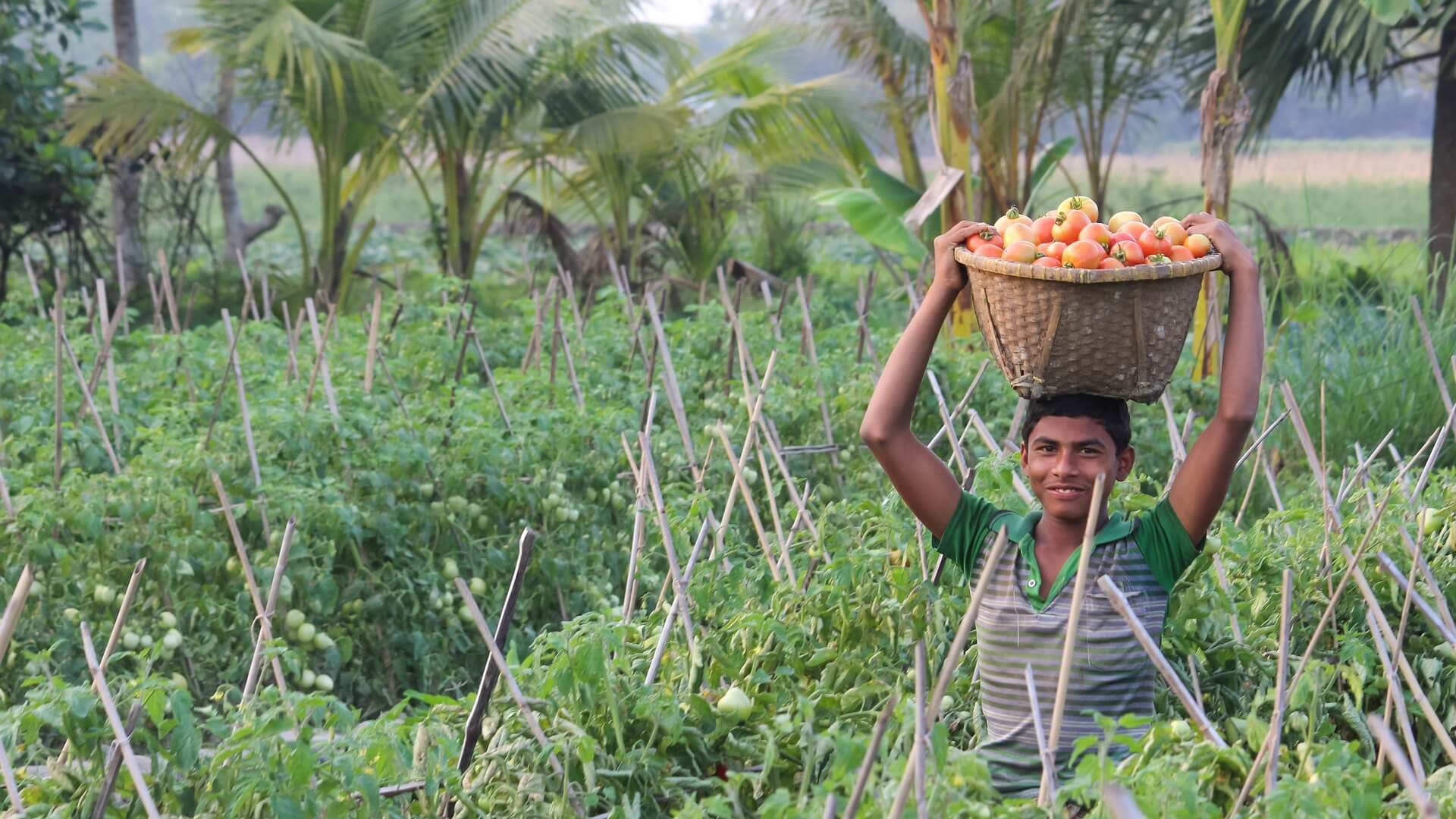 agriculture-3327299_1920